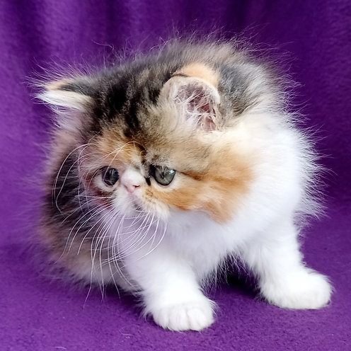 Ramina, gatito Persa