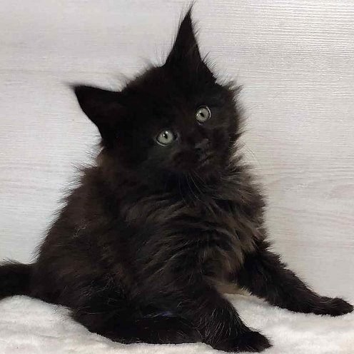 Rebecca, gatito Maine Coon