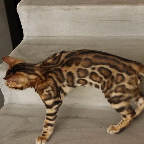 Richard, gatito Bengalí