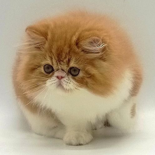 Richard, gatito Persa