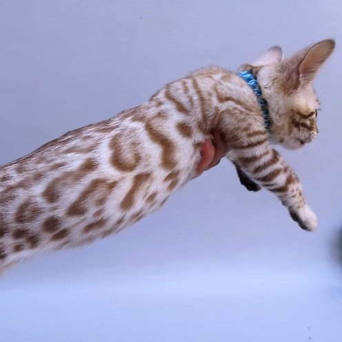 Robert, gatito Bengalí