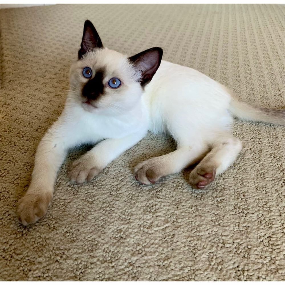 Silver, gatito Siamés