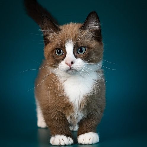 Gatito Munchkin