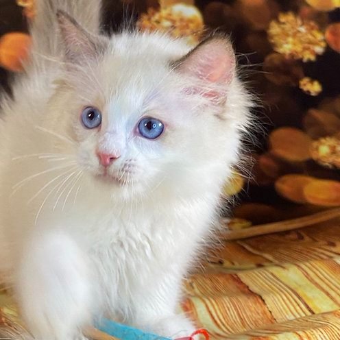 Steven, gatito Ragdoll