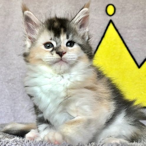 Teresa, gatito Maine Coon
