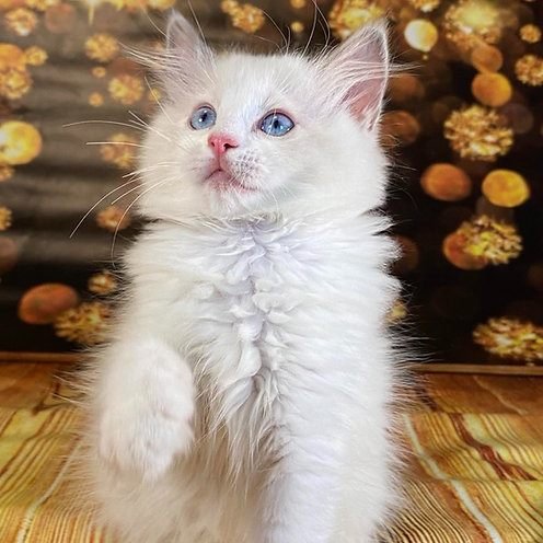 Thomas, gatito Ragdoll