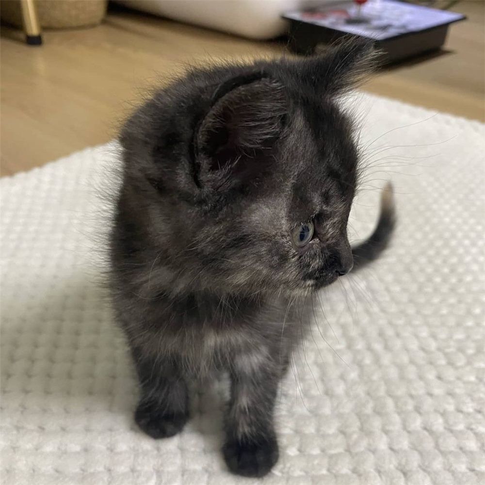 Tina, gatito Británico de Pelo Corto