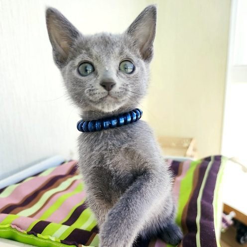 Toby, gatito Azul Ruso