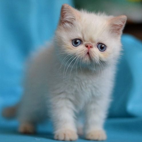 Villy, gatito Exótico de Pelo Corto