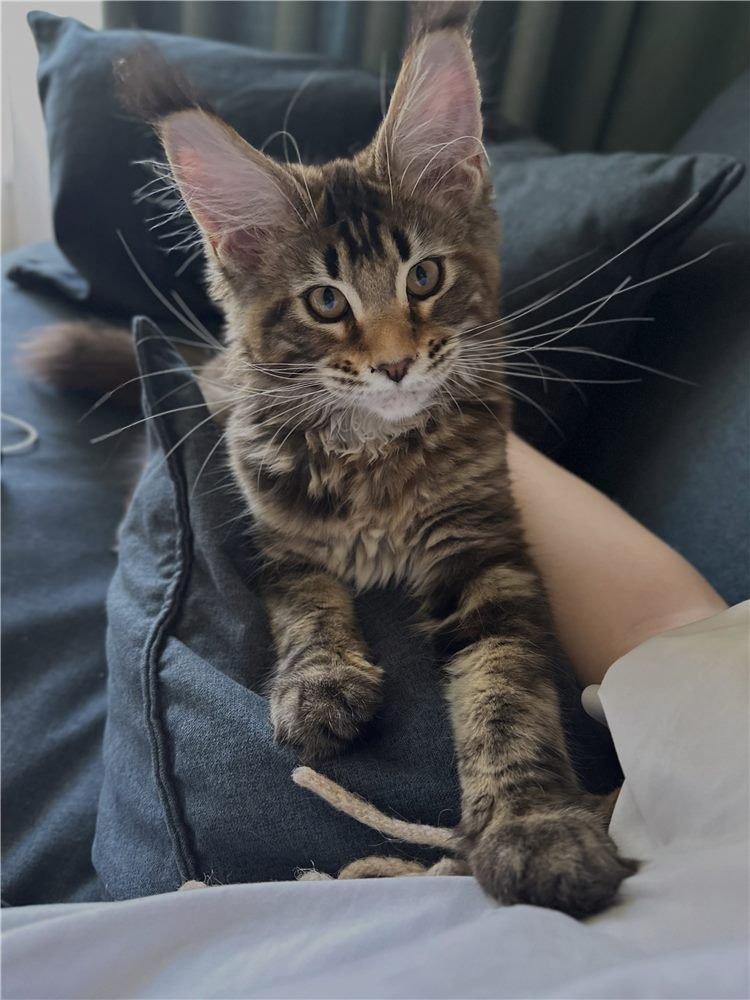 Yola, gatito Maine Coon
