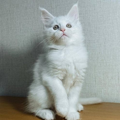 Yummy, gatito Maine Coon